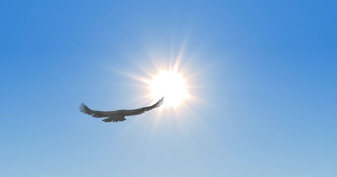 Bird flying in sky. Hawk or eagle in front of the midday sun. Bird soaring in the clear sky