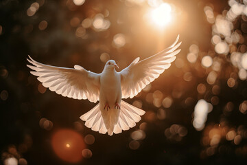 colombe, symbole de la paix, en vol de face