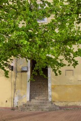 Fototapeta na wymiar old wall with ivy