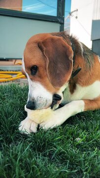 A tricolor dog is enthusiastically gnawing on a soft toy on a green lawn. A high quality. Medium plan