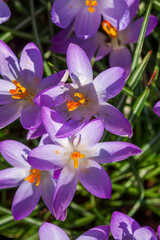 Blühende lila Krokusse, Draufsicht, Close-Up, Deutschland - 788084905