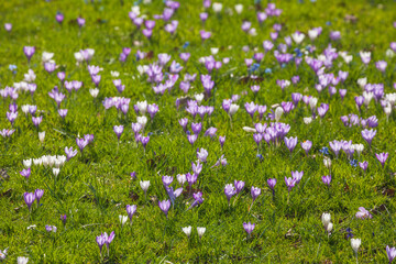 Blühende Krokusse auf einer  Blumenwiese, Deutschland - 788085131