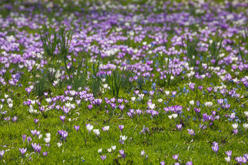 Blühende Krokusse auf einer  Blumenwiese, Deutschland - 788085152