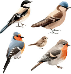 Fototapeta premium set of four birds in watercolor style. Sparrow, robin, linnet