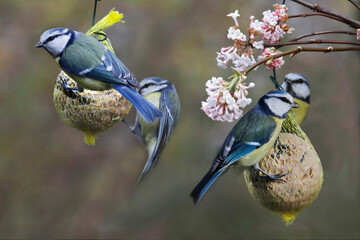 Blaumeise (Cyanistes caeruleus) am Vogelfutter im Garten  - obrazy, fototapety, plakaty