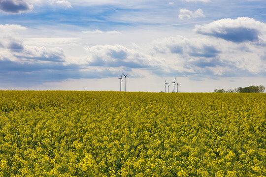 Raps Feld mit Windrad im Hintergrund, Wolken bei Günthersdorf, Sachsen Anhalt, Deutschland