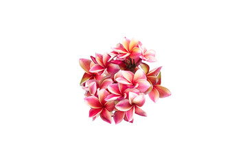 Close-up view of beautiful red frangipani flowers isolated on png file on transparent background.