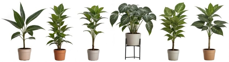 Beautiful Plants in Ceramic Pots on White Background