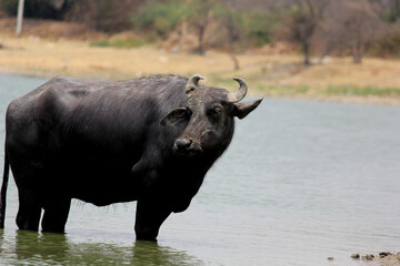 close up shot of buffalo italian buffalo and indian buffalo at water lake	