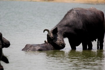 close up shot of buffalo italian buffalo and indian buffalo at water lake	