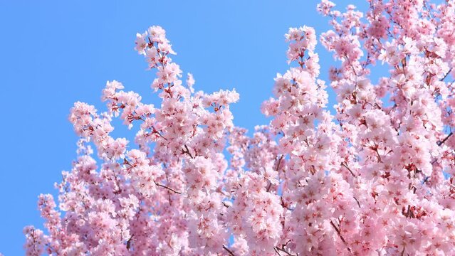 Cherry blossoms swaying in the wind and blue sky