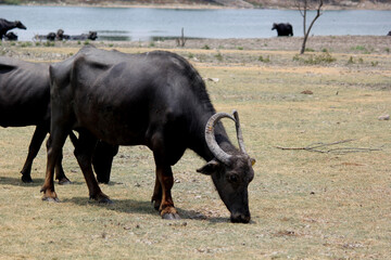 close up shot of buffalo italian buffalo and indian buffalo at water lake	