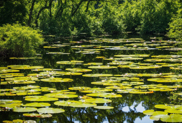 A tranquil pond is adorned with lush lily pads, their delicate leaves floating serenely on the surface, while frogs bask in the warm sunlight, their croaks adding to the peaceful ambiance.. AI - obrazy, fototapety, plakaty