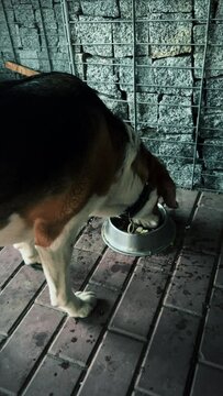 A tricolor dog is excitedly eating dog food from a metal plate in a beautiful gazebo. A high quality. Medium plan