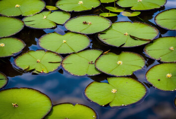 Amidst the calm waters of a tranquil pond, lily pads float gracefully, creating a serene oasis for frogs to bask in the sunlight, their croaks echoing across the water, adding to the peaceful