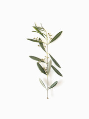 Olive branch with sprouts isolated on white background top view minimalism 