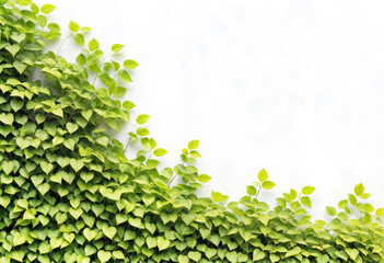 Ivy Leaf Frame with Copy Space on White Background
