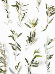 Olive branches layout with sprouts isolated on white background top view minimalism pattern 