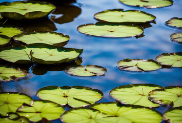 On the tranquil surface of a pond, lily pads create a serene landscape, offering frogs a peaceful retreat to bask in the sunlight, their gentle croaks blending with the rustle of leaves, a symphony of