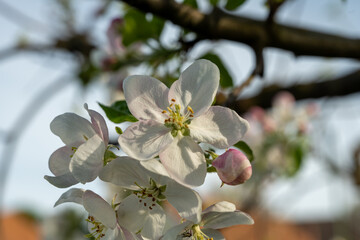 Fototapeta na wymiar Fruit blossom in the Mostviertel