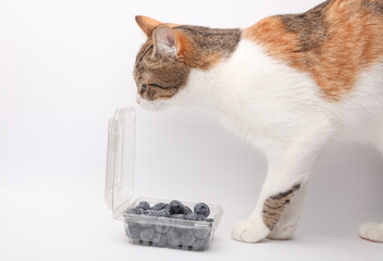 Blueberries in a transparent plastic box are sniffed by a cat on a white background