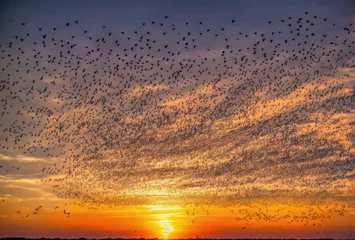 Fotobehang Against the canvas of a fiery sunset sky, a flock of migrating birds takes flight, their graceful forms silhouetted in the radiant glow, a stunning display of natures grandeur and resilience.. AI © Petr