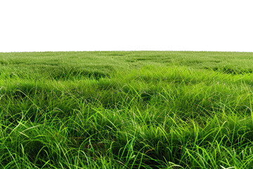 Obraz premium Vast green meadows isolated on white background