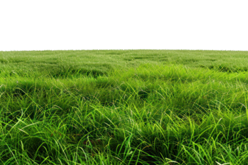 Vast green meadows
isolated on white background