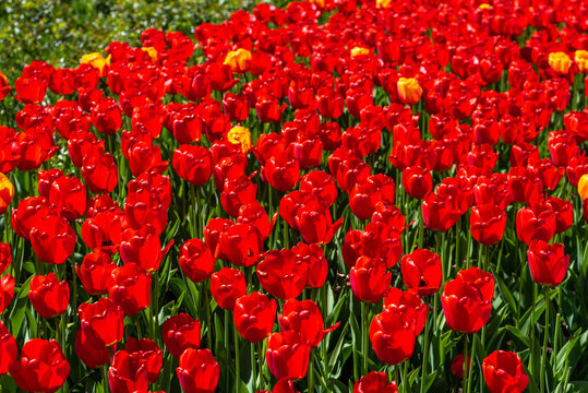 Amazing spring yellow and red tulips.