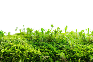 Obraz premium Group of various green grass species isolated on white background