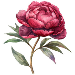 Peony flower in watercolor style isolated on transparent background.