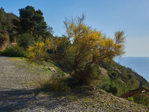 landscape view walk in the mountain of pomegranate and yellow flowers