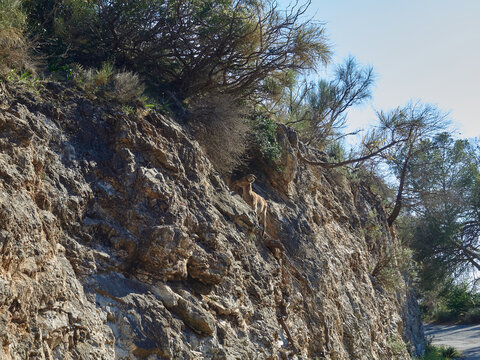 landscape view walk in the mountain of Granada with a mountain goat