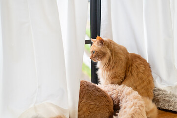 窓辺の猫　茶トラ猫
