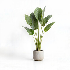 Potted plant on white background