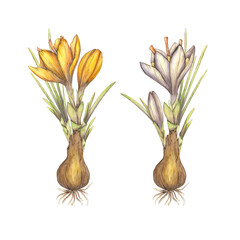 Watercolor primroses with bulbs, orange and purple crocuses. Illustration of a saffron flower, a clipart on a white background. Spices, fragrance, fragrance, paints, pigment. Template for the design