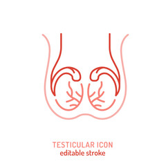 Testicles outline icon. Medical linear pictogram. Testis linear sign.