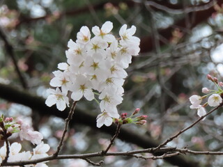白い桜