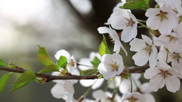 桜の花びら　クローズアップ　スロー　イメージ