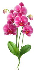 Realistic orchid flower flower stalk with a few drops of water. PNG transparent image, AI generative