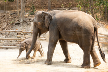 Two elephants walking together outdoor. big and small mother and her baby elephant playing