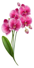 Obraz premium Realistic orchid flower flower stalk with a few drops of water. PNG transparent image, AI generative