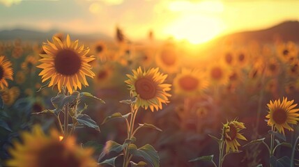 Sunflower field at sunset with space, summer nature background - obrazy, fototapety, plakaty