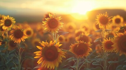 Sunflower field at sunset with space, summer nature background - obrazy, fototapety, plakaty