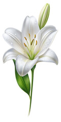 Realistic lily flower flower stalk with a few drops of water. PNG transparent image, AI generative
