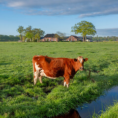 cow in green grassy spring meadow in warm early morning sunlight with farm in the background