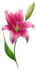 Fototapeta premium Realistic lily flower flower stalk with a few drops of water. PNG transparent image, AI generative
