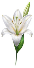 Obraz premium Realistic lily flower flower stalk with a few drops of water. PNG transparent image, AI generative