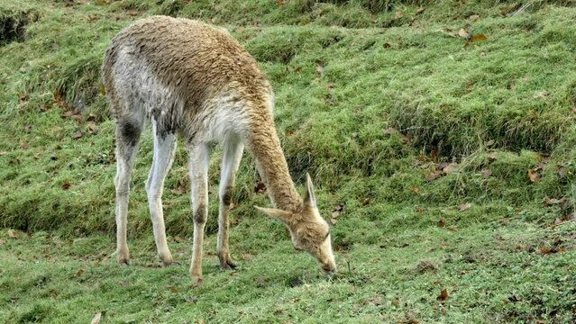 vicuna feeding in meadow.