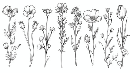 Outlined contoured flowers set vintage botanical draw